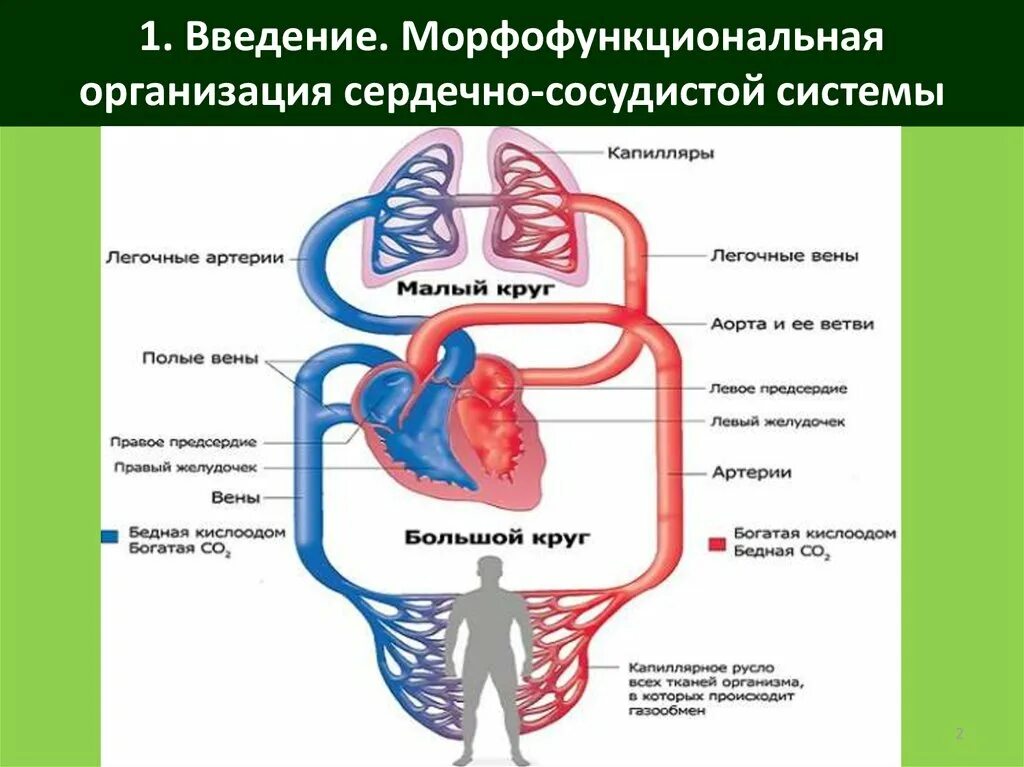 Большой круг кровообращения характеристика. Схема физиология сердечно сосудистой системы. Кровеносная система человека схема сердце. Схема кругов кровообращения физиология. Артерии кругов кровообращения схема.