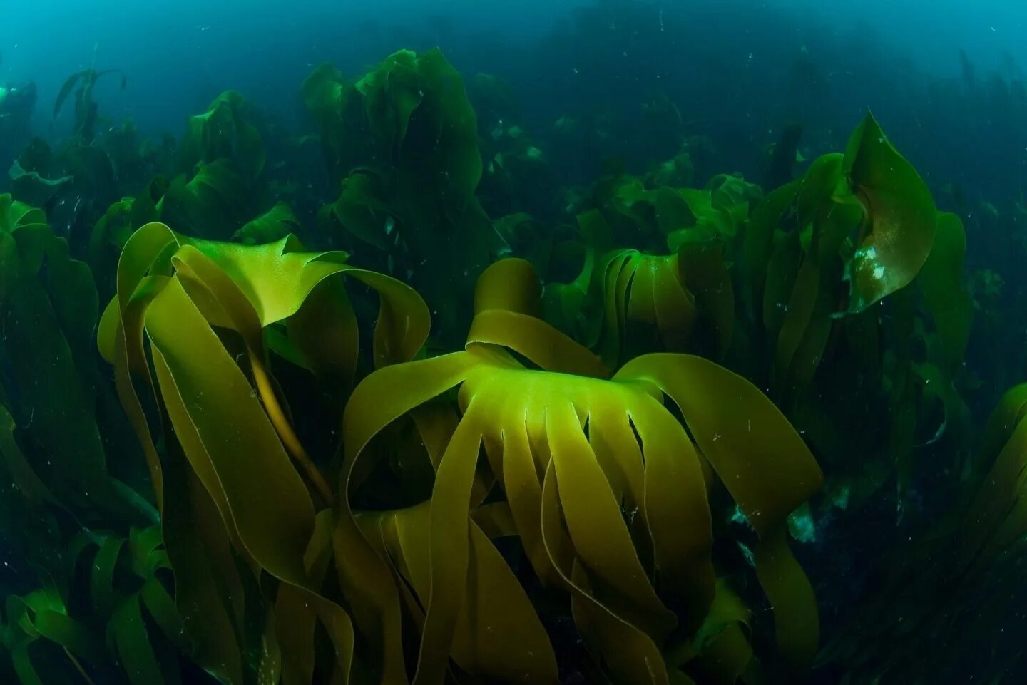 Ламинария Японика. Ламинария японская (морская капуста) - Laminaria japonica. Морской ламинария бурая водоросль. Ламинария плотнокопытная.