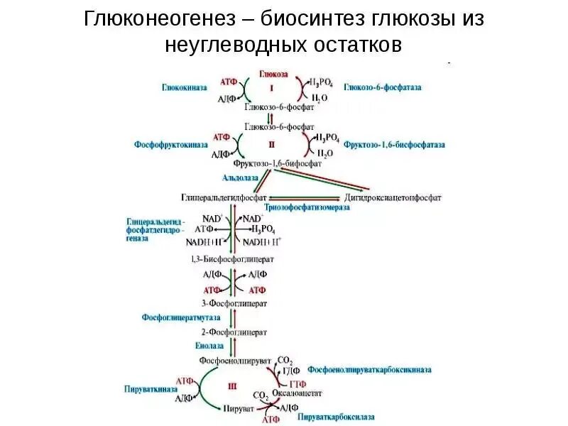 Синтез глюкозы в организме. Схема глюконеогенеза биохимия. Схема процесса глюконеогенеза биохимия. Схема реакций глюконеогенеза. Глюконеогенез схема с ферментами.