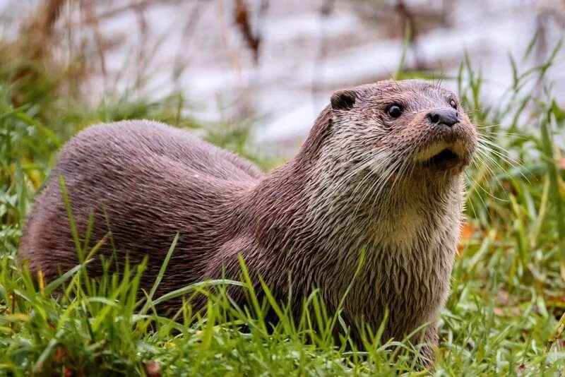 Выдра Речная. Речная выдра (Lutra Lutra). Выдра Lutra Lutra Linnaeus. Выдра Речная - Lutra Lutra Linnaeus.