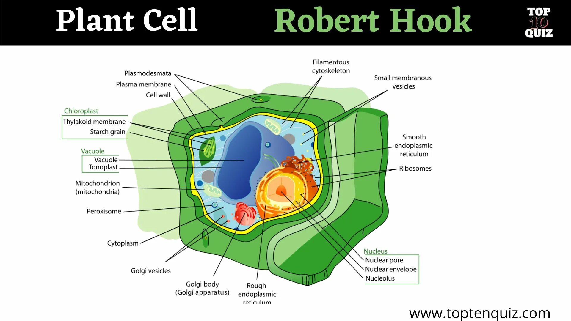 Клетка водоросли. Клетка водоросли состоит. Клетка ламинарии. Plant Cell structure.