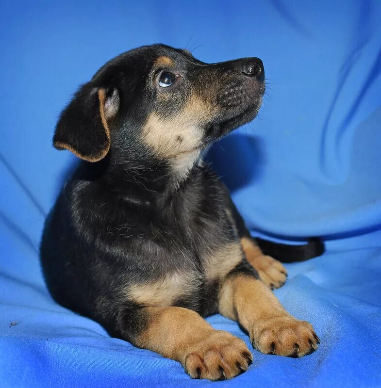 Комнатные собаки. Чистокровные щенки шпица. Даром белый щенок. Отдам маленькую собачку. Отдаю даром маленьких собачек.