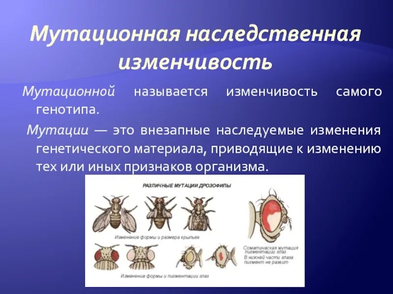 Приведите примеры мутационной изменчивости. Приведите примеры мутационной изменчивости