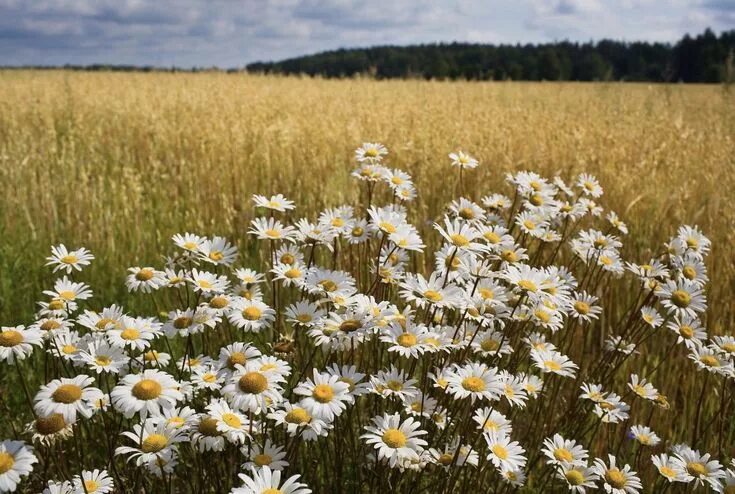 Цветок латвии. Цветок латвии. Латвия цветы. Природа латвии весной. Растения латвии.