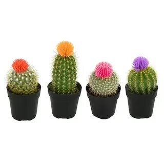 Cacti 2