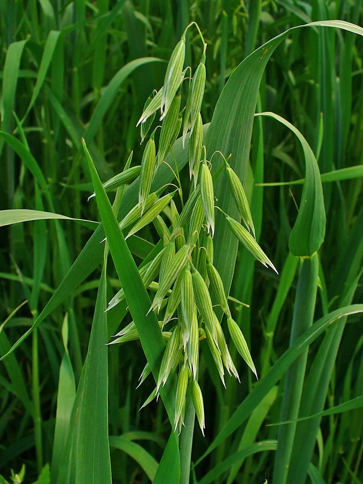 Овес большой. Овес посевной (Avena Sativa). Овсюг полевой. Овсюг обыкновенный. Овсюг сорняк.