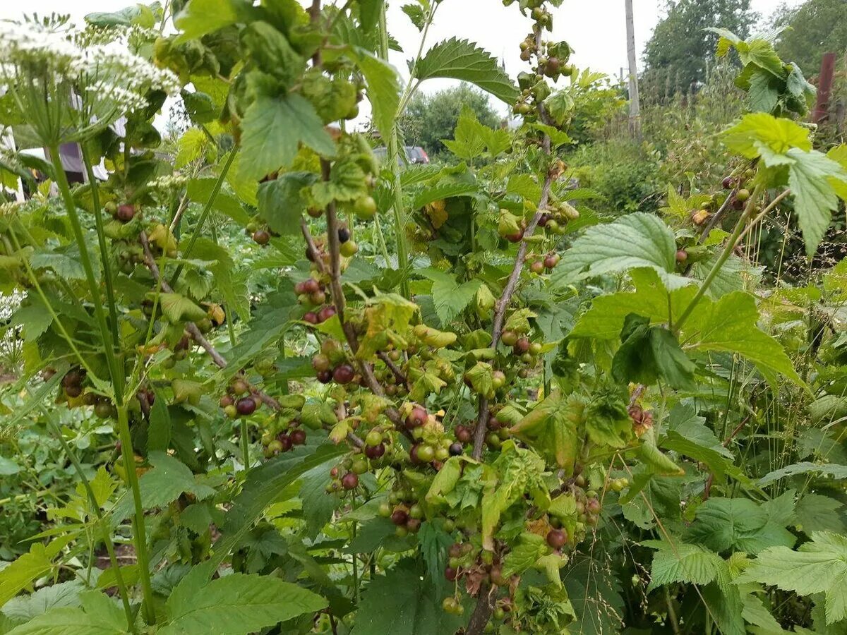 Паутинный клещ на смородине. Паутинный клещ на смородине фото. Смородина клещ. Почковый клещ на смородине. Клещи на смородине фото и борьба