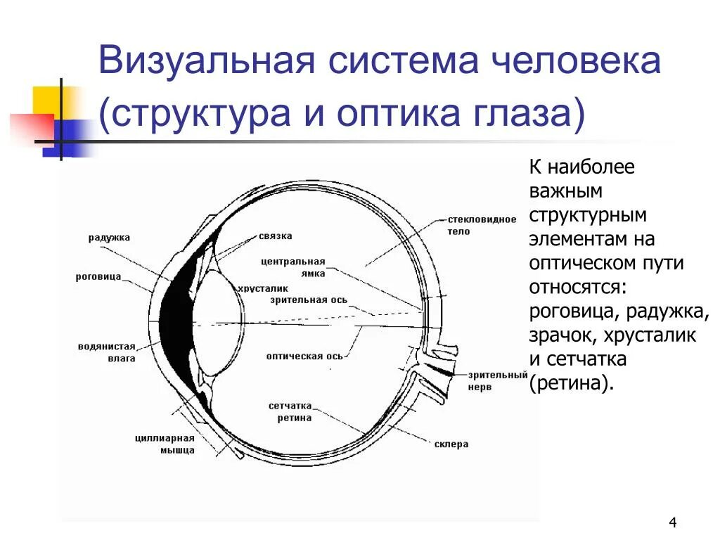 Оптическая система глаз последовательность. Схема оптической системы глаза. Компоненты оптической системы глаза. Система глаза человека. Оптическая система глаза человека.