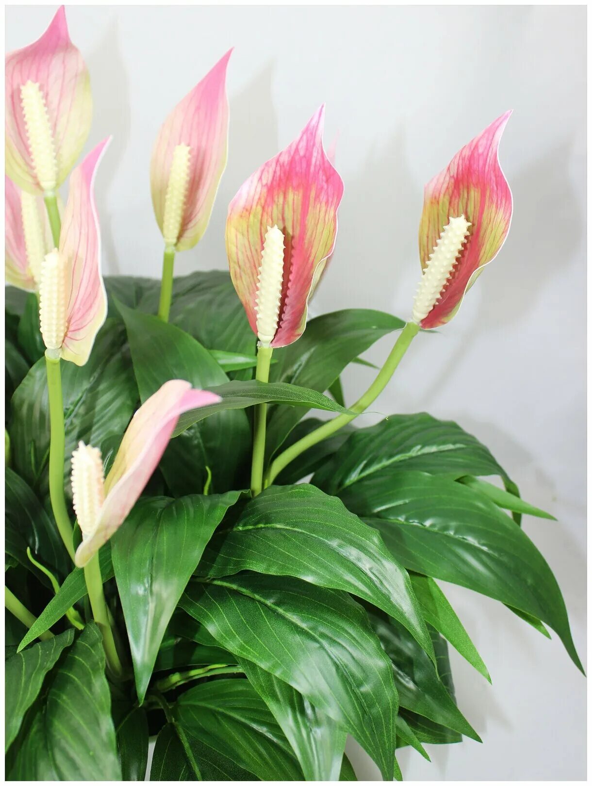 спатифиллум розовый фото. белокрыльник спатифиллум. спатифиллум розовый. спатифиллум беллини. спатифиллум yellow.