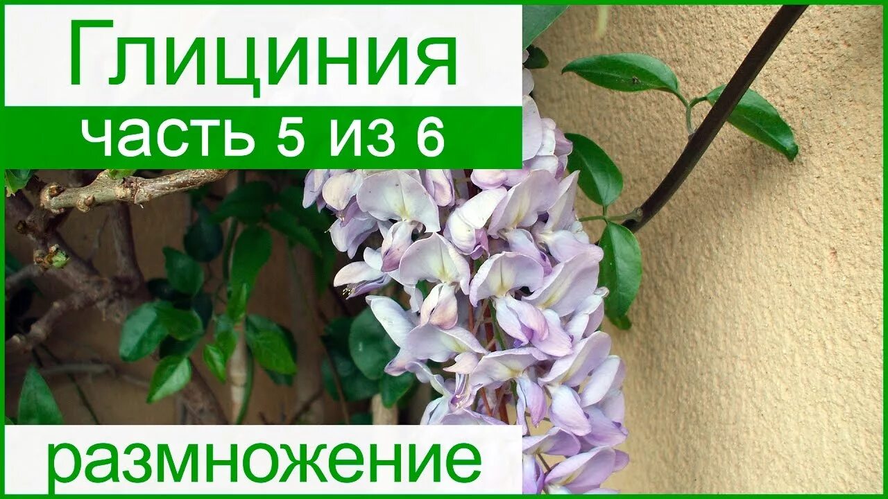Как размножить глицинию. Черенки глицинии. глициния размножение. черенкование глицинии. глициния размножить черенками.