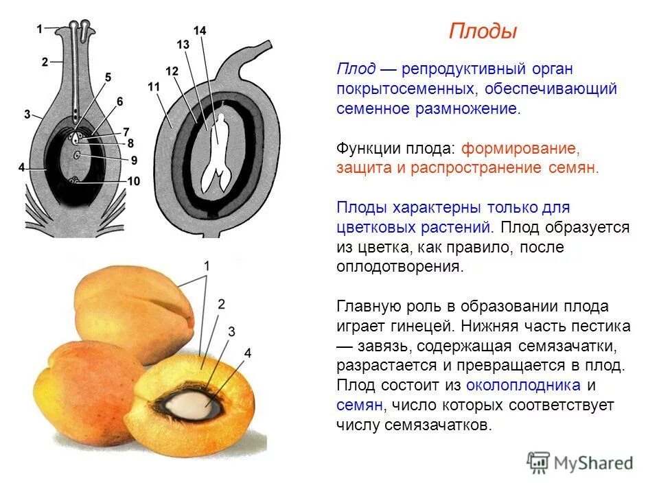 околоплодник плода 6 класс. строение односемянного плода. плод состоит из околоплодника и семян. функции околоплодника цветковых растений. функции околоплодника цветковых растений.