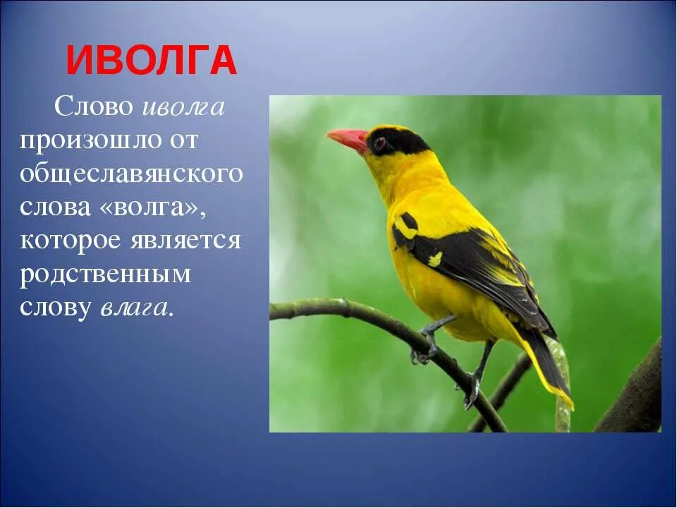 Птицы россии иволга. Составить из иволга. Иволга птица. Обыкновенная иволга. Иволга обыкновенная сообщение.