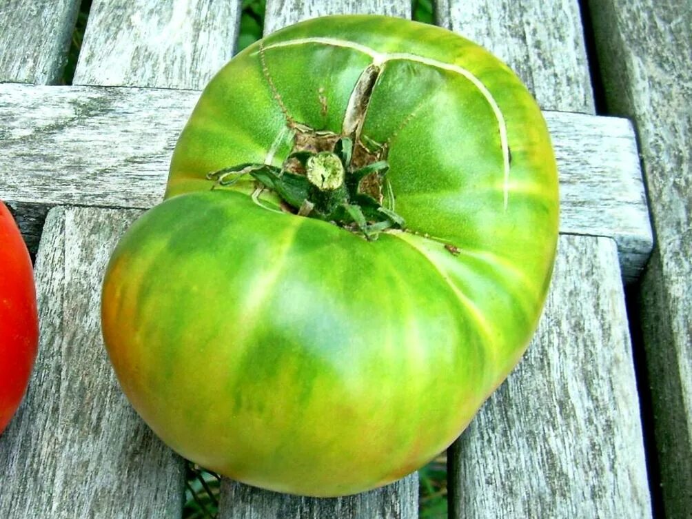 Купить зеленые томаты. Green giant томат сорта. Сорт томатов Изумрудное яблоко. Сорт томат Грин. Зеленоплодные сорта томатов.