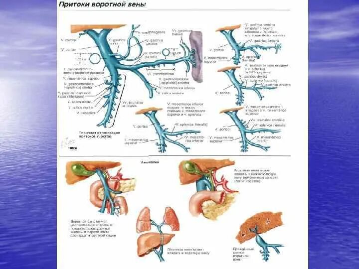 Ветви воротной вены анатомия. Воротная Вена печени анатомия. Анатомия воротной вены на кт. Система воротной вены печени схема.