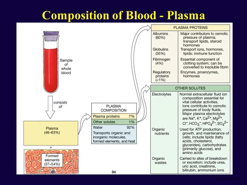 Blood Composition. Functions of Blood. Blood Plasma Composition. Blood Composition and function.