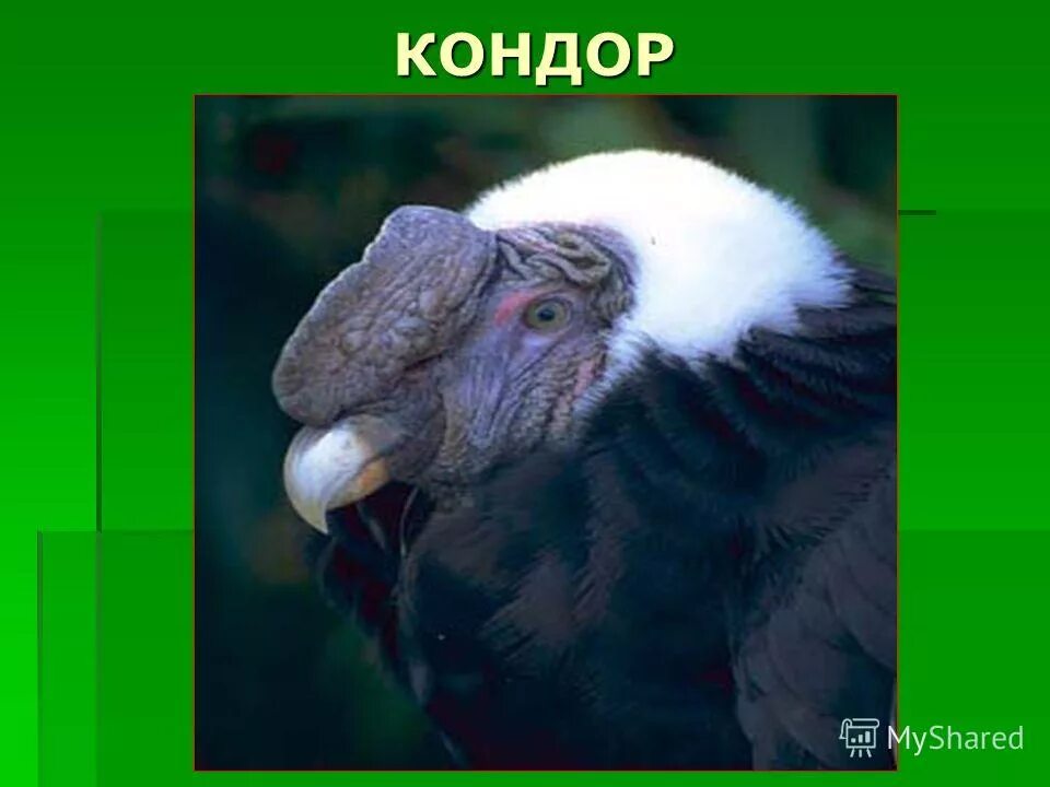 Калифорнийский кондор птица. Кондор ударение. Калифорнийский кондор птенцы. Андский кондор размах крыльев. Кондор ударение.