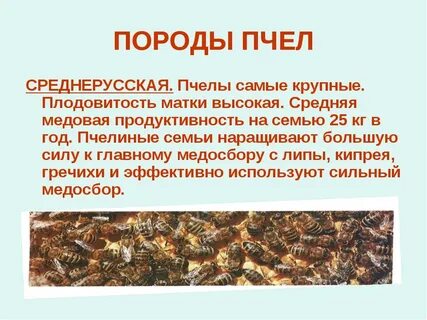 Разновидности пчел
