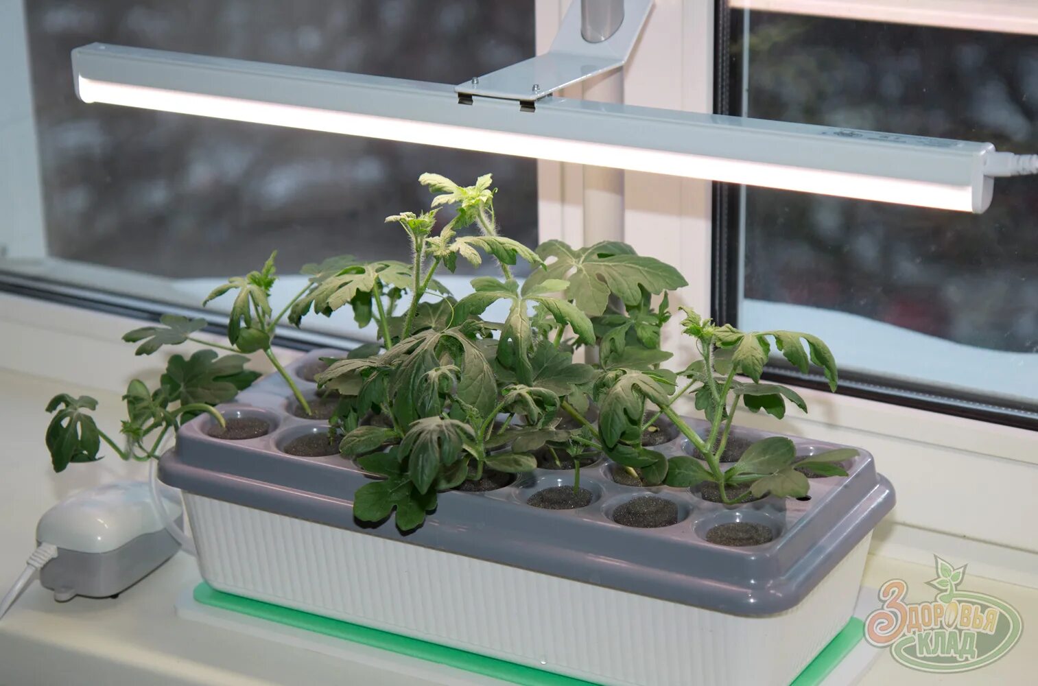 Подставка под фитолампы uniel для растений. Люминесцентные лампы для рассады. Как прикрепить лампу для рассады. Полноспекторный фитосветильник 120вт 1 метра. Фитолампа здоровья клад 16 вт.