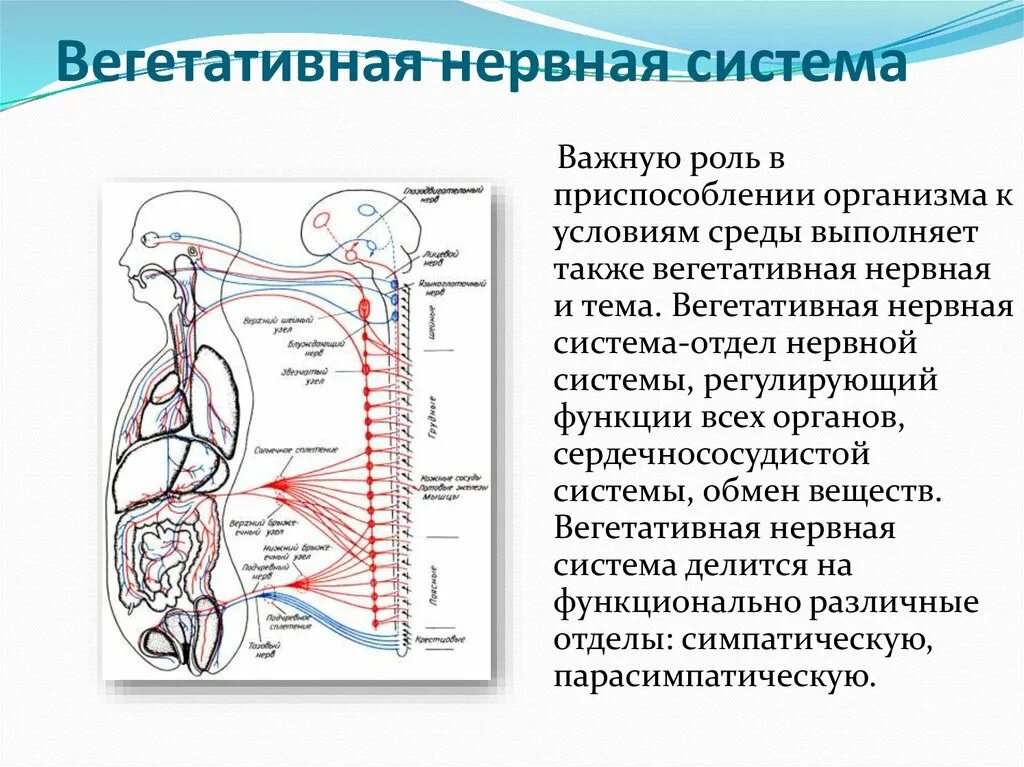Функции автономного отдела нервной системы. Автономная (вегетативная) нервная система регулирует деятельность. характеристика вегетативной нервной системы анатомия. анатомия и функция вегетативной нервной системы. автономный вегетативный отдел нервной системы строение.