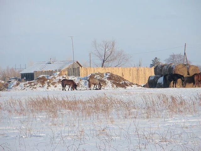 Поселок поспелихинский алтайский край. Котляровка Поспелихинский район Алтайский край. С Красноярское Поспелихинский район Алтайский край. Котляровка село. Поселок Поспелихинский Поспелихинского района Алтайского края.