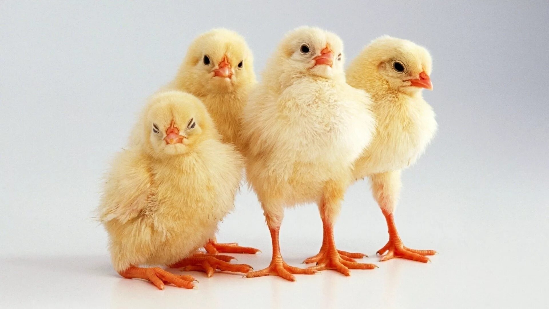 Цып цыпочки. Цыплята ломан браун. spring chicken. no spring chicken. циплята или цыплята правило.