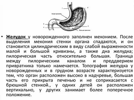 Объем желудка у ребенка в 1 год