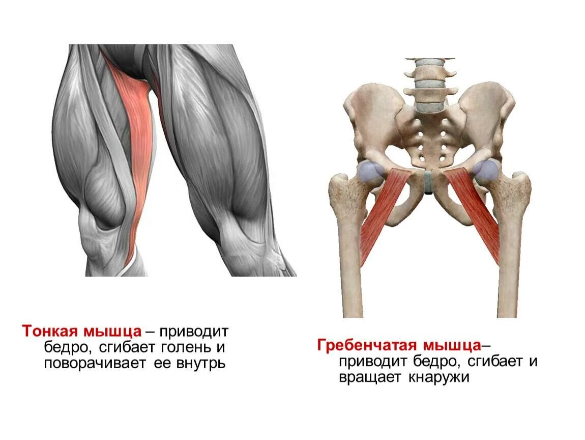 Функции приводящих мышц. Гребенчатая мышца бедра анатомия. Тонкая мышца бедра анатомия. Наружная запирательная мышца бедра анатомия. Большая приводящая мышца бедра анатомия.