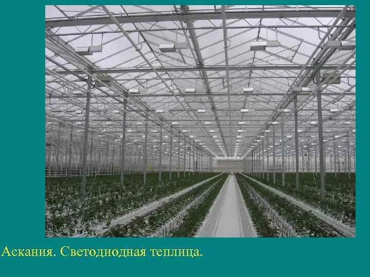 Зашторивание теплиц. Тепличный комплекс система зашторивания. автоматическое зашторивание теплиц. электроника промышленных теплиц. верхнее зашторивание теплиц.