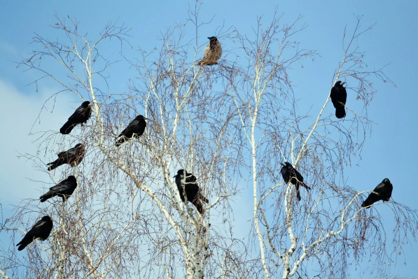 Птицы на верхушках деревьев. Много грачей. Птицы прилетели. Стая грачей на дереве. Вороны на верхушках деревьев.