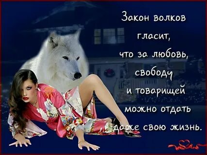 Волк цитаты