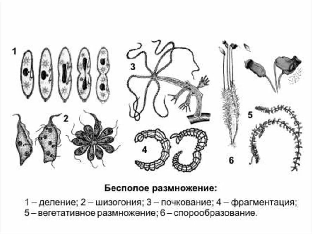 Деление лежащие в основе бесполого размножения. Процесс бесполого размножения схема. Схема бесполого размножения деление. Типы бесполого размножения схема. Деление тела бесполое размножение.