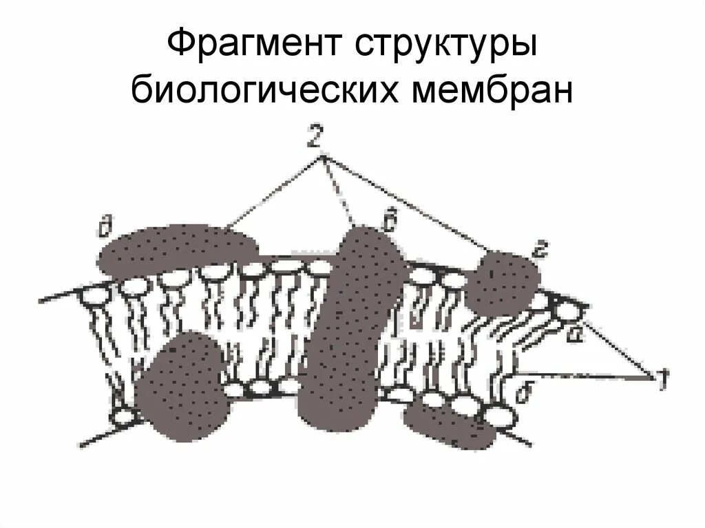 Строение биологической мембраны. Понятие о биологической мембране ее строение и функции. Структура биологических мембран. Каково строение биологической мембраны. Строение плазматической мембраны.