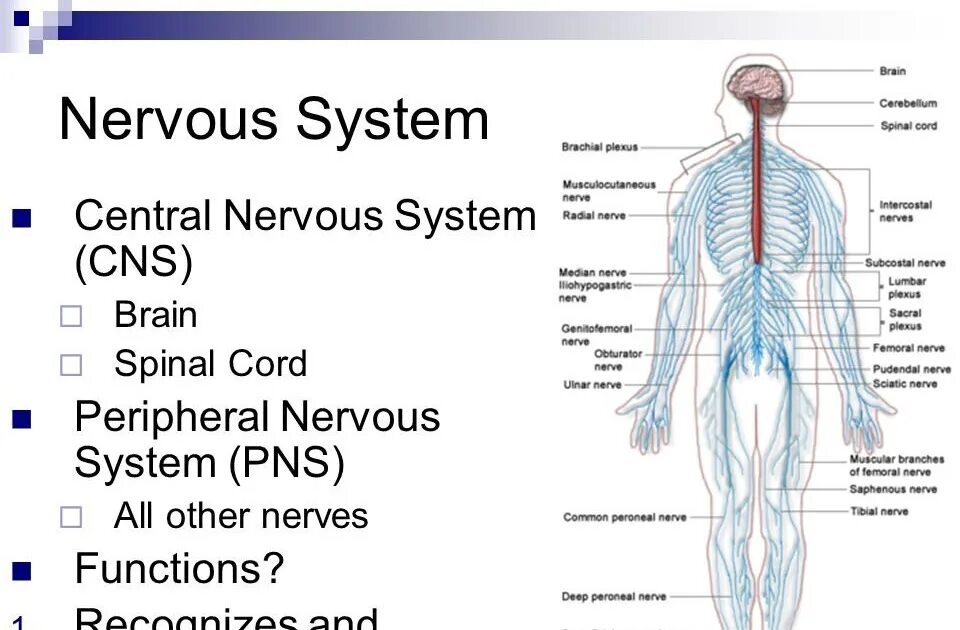 Нервная система на английском. Peripheral nervous System. Nervous System functions. Центральная нервная система. Нервная система латынь