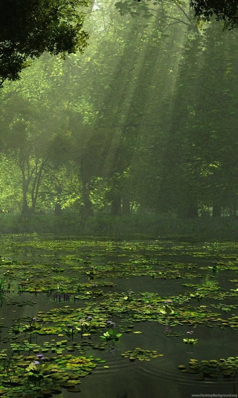 Дождь в лесу. Дождливый лес. Красивый дождь в лесу. Ливень в лесу. High rain