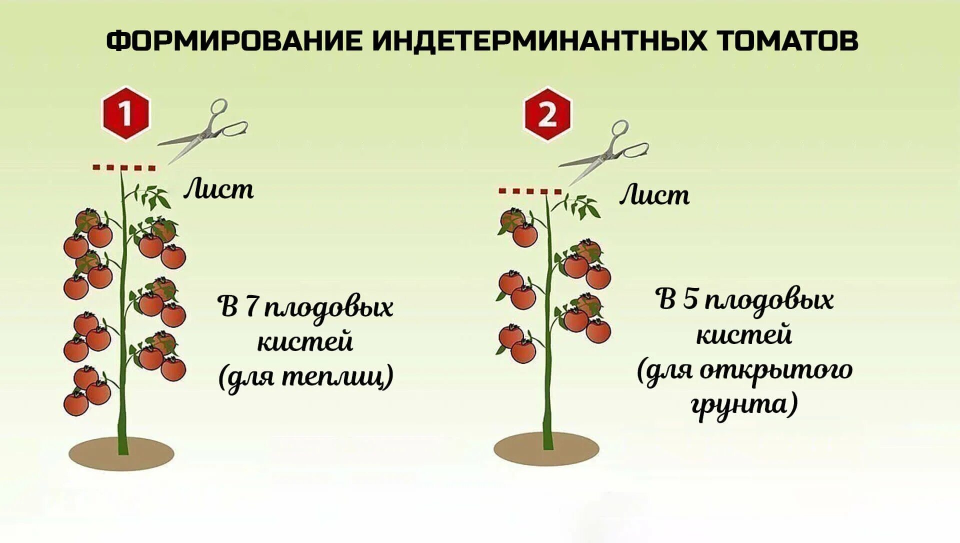 Что такое детерминантный сорт томатов и индетерминантный. Детерминантные томаты куст. Томаты детерминантные низкорослые. Детерминантный сорт формирование томатов формирование. Томат детерминантный и индетерминантный.