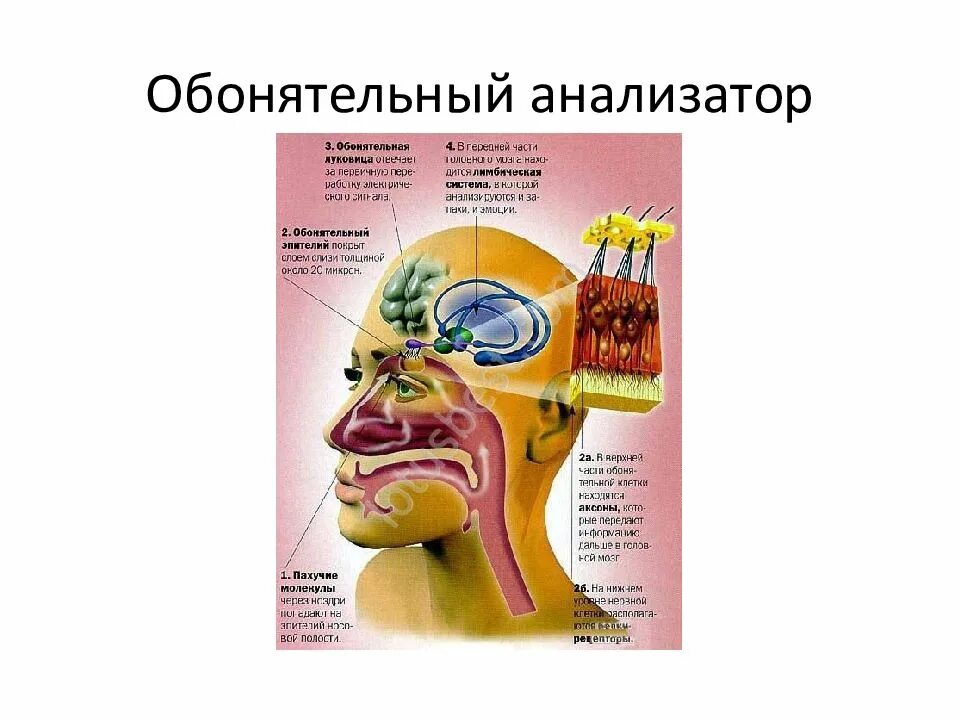 Отделы мозга обоняние. Обонятельный анализатор носовая полость. Обонятельный анализатор отдел головного мозга. Обонятельный анализатор Рецептор нерв. Орган обоняния анатомия строение.