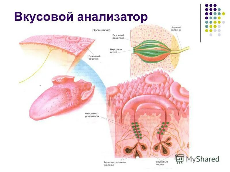 Вкусовой анализатор 8 класс биология. Вкусовой анализатор строение. Отделы вкусового анализатора. Функции вкусового анализатора.