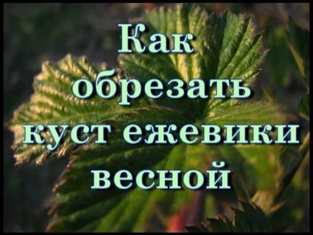 Весенняя обрезка ежевики. Как обрезать ежевику. Обрезать ежевику весной. Как правильно обрезать ежевику весной.