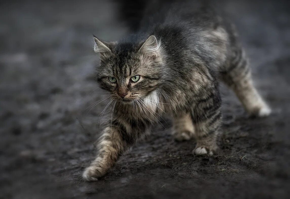 Серый уличный кот. Коты. Фото кота. Кот убегает. Серый кот идет на камеру.