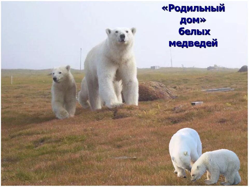 Остров вранглея белый медведи. Родильный дом белых медведей называют. Остров врангеля белые медведи. Остров вранглея белый медведи. Умка фото медведя.