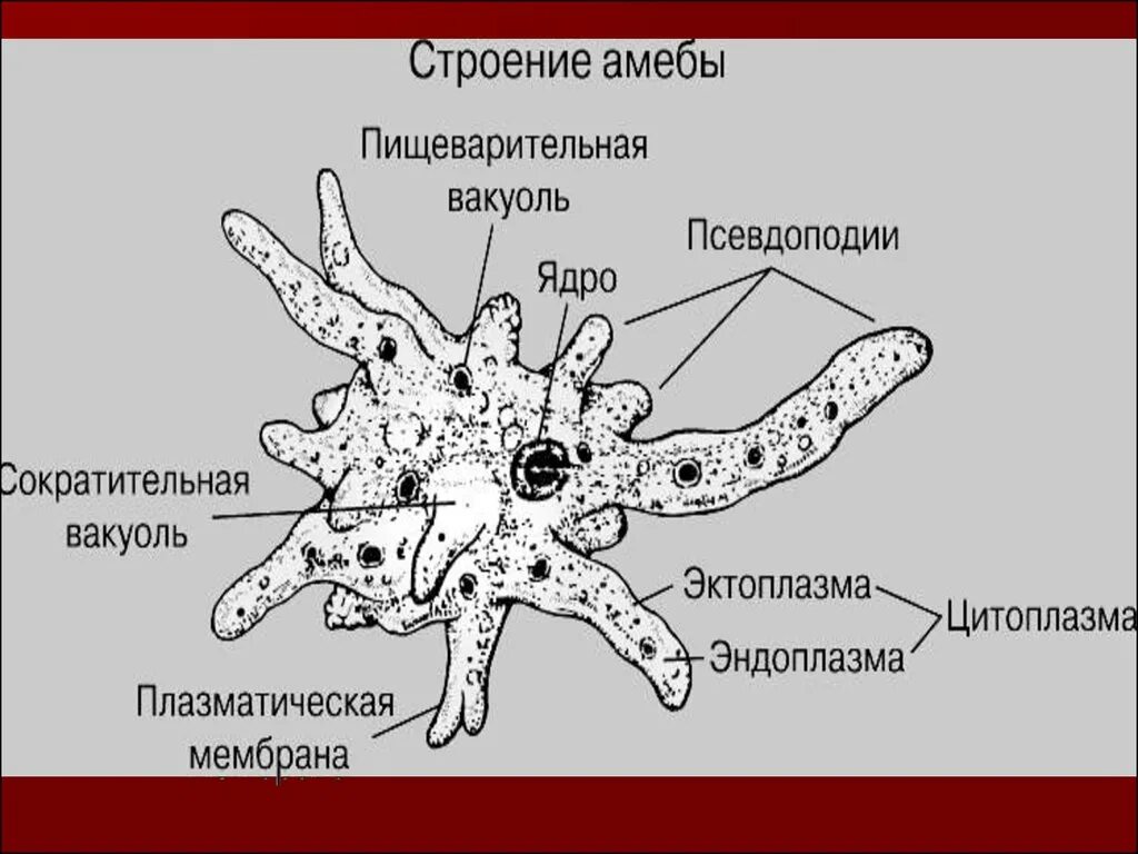 Сократительная вакуоль у амебы. Строение амебы Протей. Кишечная амеба строение. Пищеварительная вакуоль амебы. Амеба сократительные вакуоли.