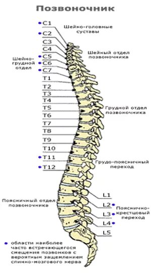 L1 l2 позвонки. Отделы позвоночника l2-l5. Позвоночника th5-th12. L2 l3 l4 позвонки.