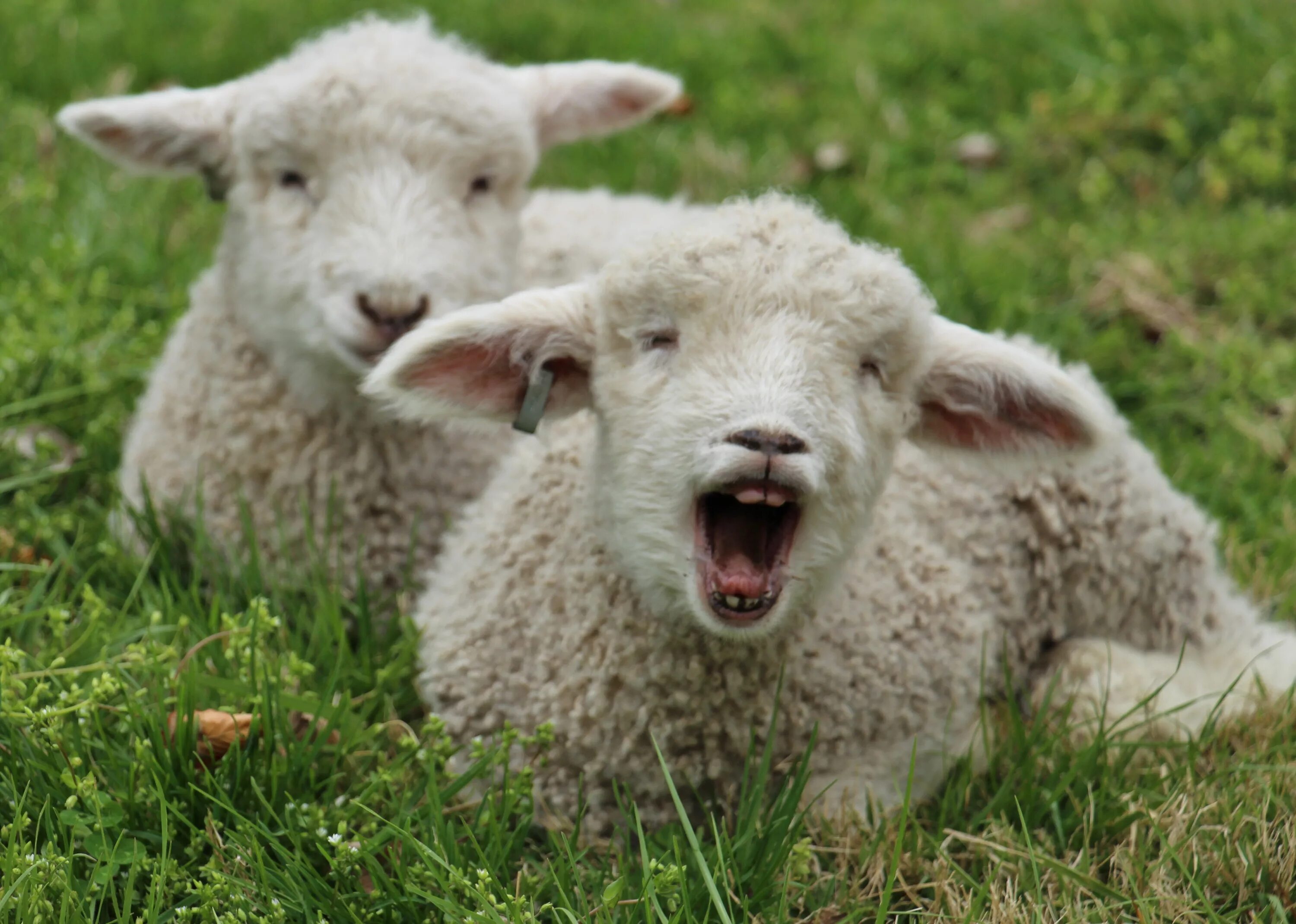 Lamb dynamic. Красивая овца. Красивая Овечка. Красивый барашек. Ягненок.