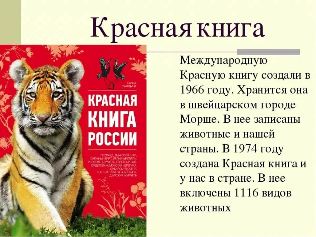 Быть занесена в красную книгу россии. Проект о животном международной красной книги России. Информация о красной книге. Доклад про красную книгу. Красная книга презентация.