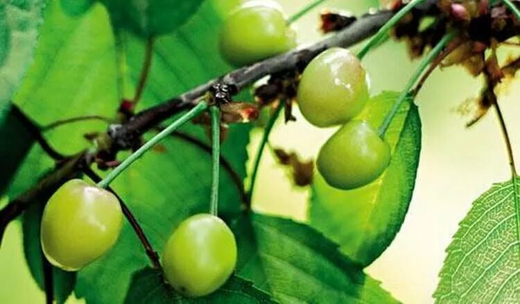 черешня зеленые ягоды. черешня. черешня обои. вишня зеленого цвета. зеленая вишня для коктейля.