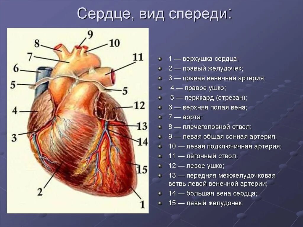 Обозначьте рисунок строение сердца. Сердце анатомия вид спереди и сзади. Строение сердца вид спереди и сзади. Внешнее строение сердца вид сзади. Строение сердца человека сзади.