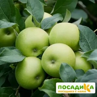 Яблоня смит