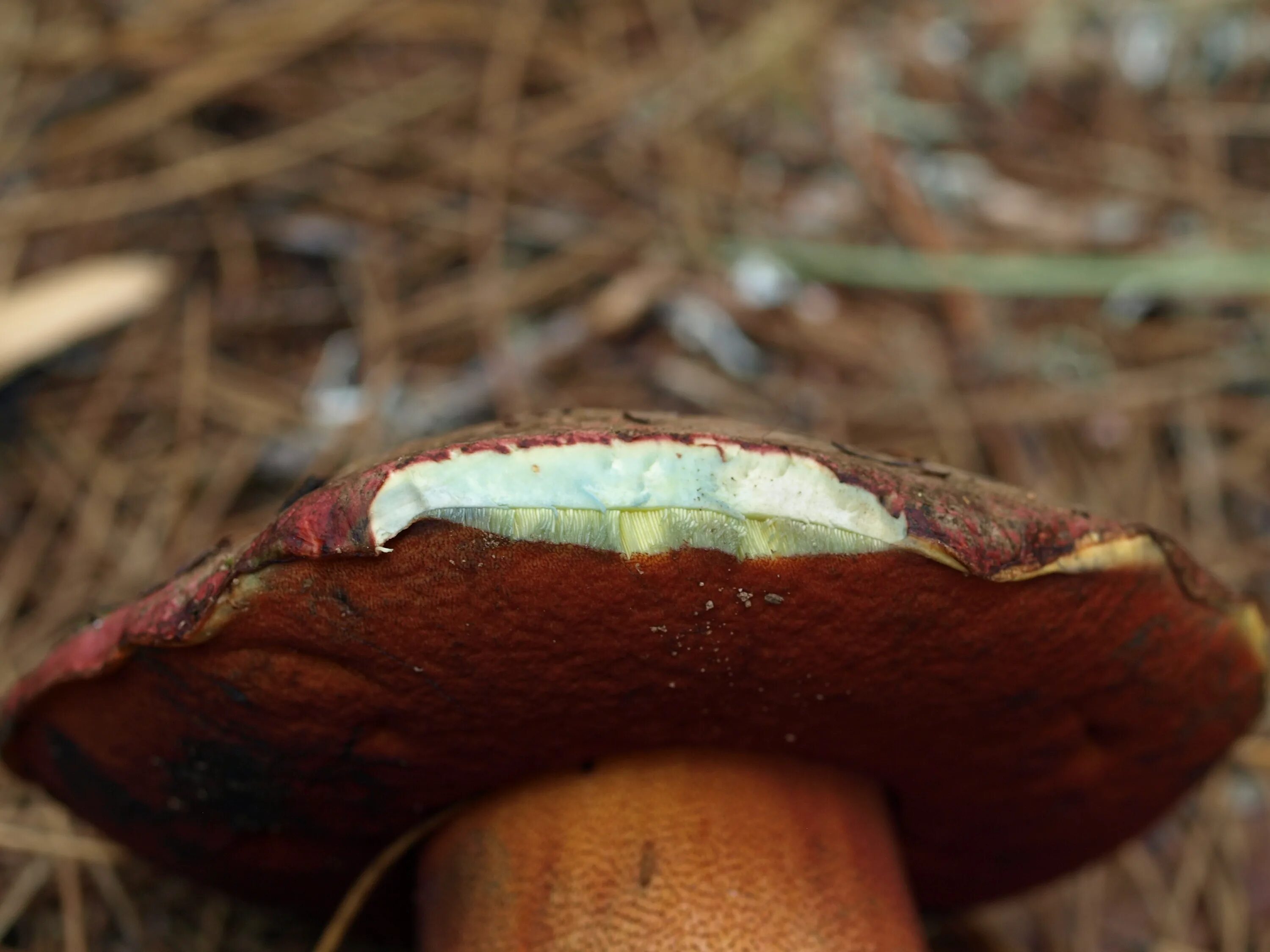 Боровик прекрасный Boletus pulcherrimus. Гриб Болетус синеющий. Сатанинский гриб синеет. Сатанинский гриб на срезе.