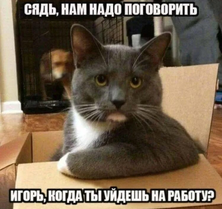 Мемы с котом. Кот нам надо поговорить. Кот Мем. Кот садись нам надо поговорить.