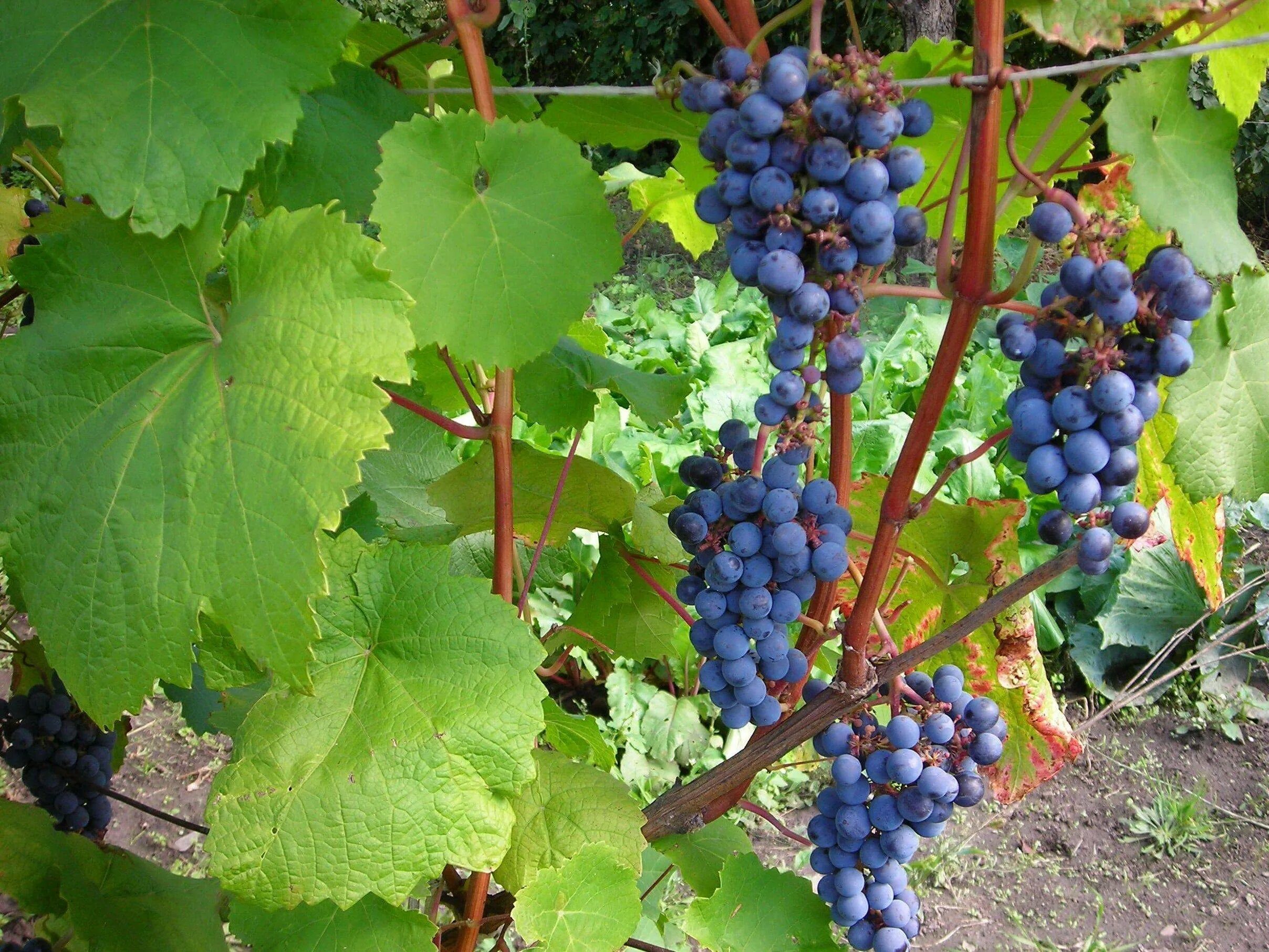 Виноград Амурский Vitis amurensis. Сорт винограда Амурский прорыв. Виноград Амурский Таежный.
